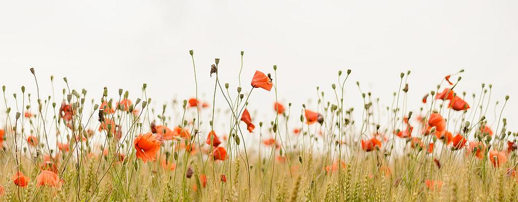 Tag um Tag ein guter Tag